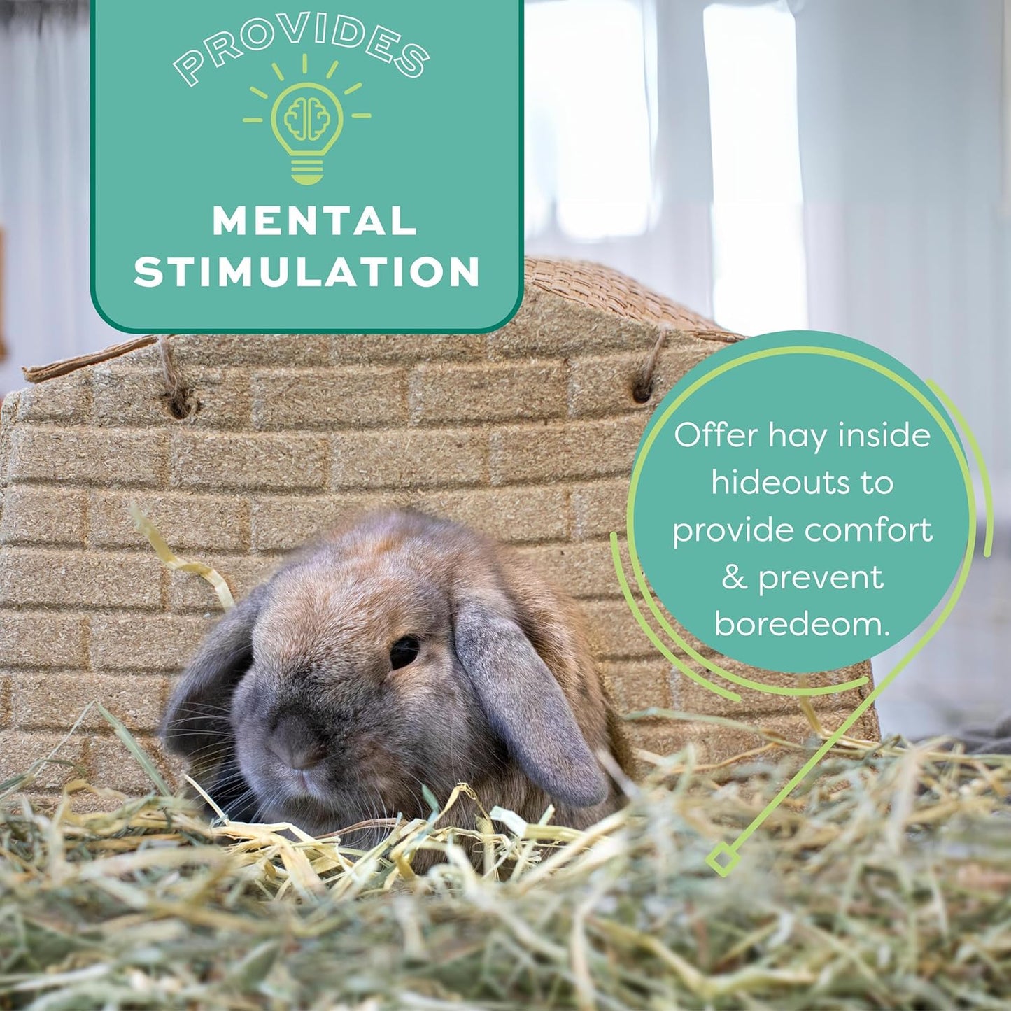 Western Timothy Hay, Guinea Pig Hay, Small Pet Bunny Supplies, All Natural Grass for Guinea Pig, Bunny, Chinchilla & Hamster,  Rabbit Supplies for Bunnies, 9 Lb Box